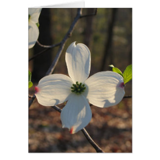 Flowering Dogwood - Customized2