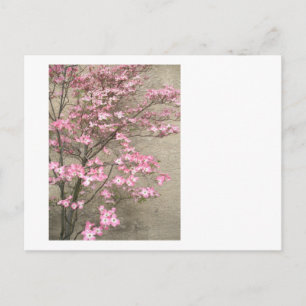 Flowering Dogwood Postcard