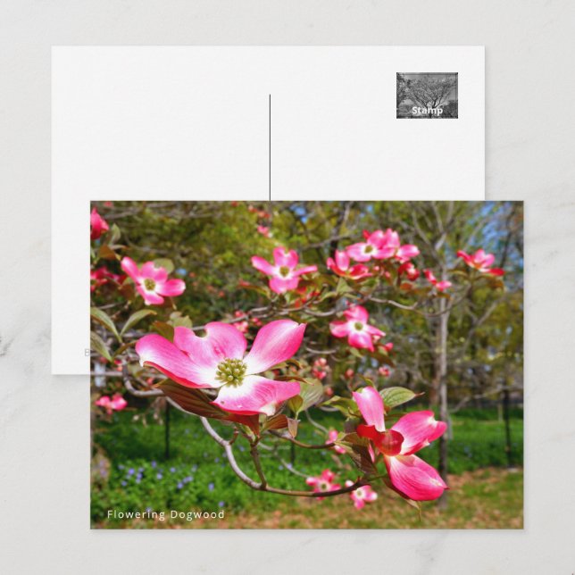 Flowering Dogwood Postcard (Front/Back)