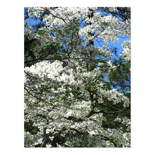 Flowering Dogwood Postcard