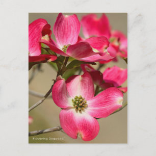Flowering Dogwood [Postcard] Postcard