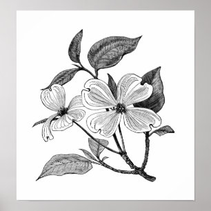 Flowering Dogwood Poster