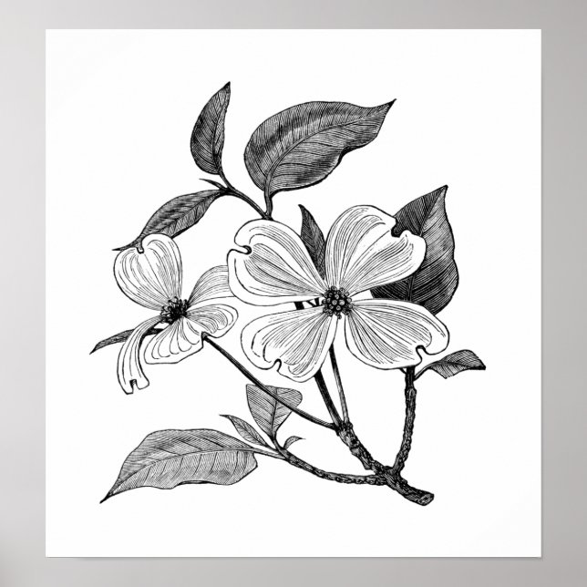 Flowering Dogwood Poster (Front)