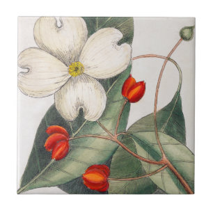 Flowering Dogwood Tree, White Flower Vintage Art Tile