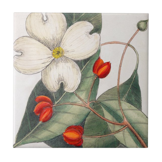 Flowering Dogwood Tree, White Flower Vintage Art Tile (Front)