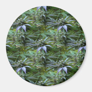 Flowering Field...... Magnet