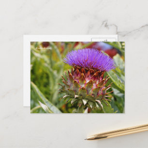 Flowering Globe Artichoke Vegetable Postcard
