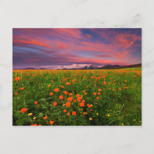 Flowering Globe Flower Postcard