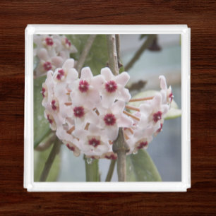 Flowering Hoya Plant Floral Acrylic Tray