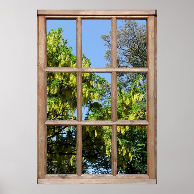 Flowering Laburnum Tree View from a Window Poster (Front)