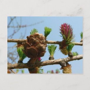 Flowering Larch Postcard
