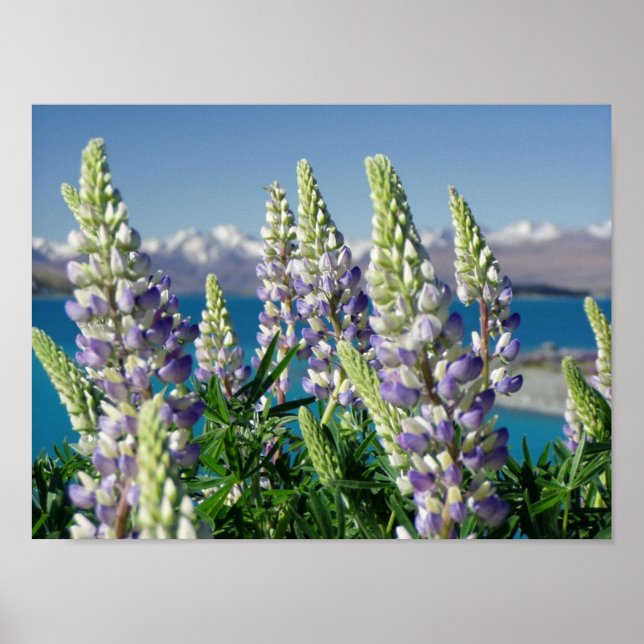 Flowering Lupine New Zealand Landscape Poster (Front)