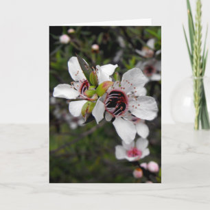 Flowering Manuka Tree Card