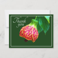 Flowering Maple Flower Green Background Thank You