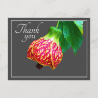 Flowering Maple Flower Grey Background Thank You