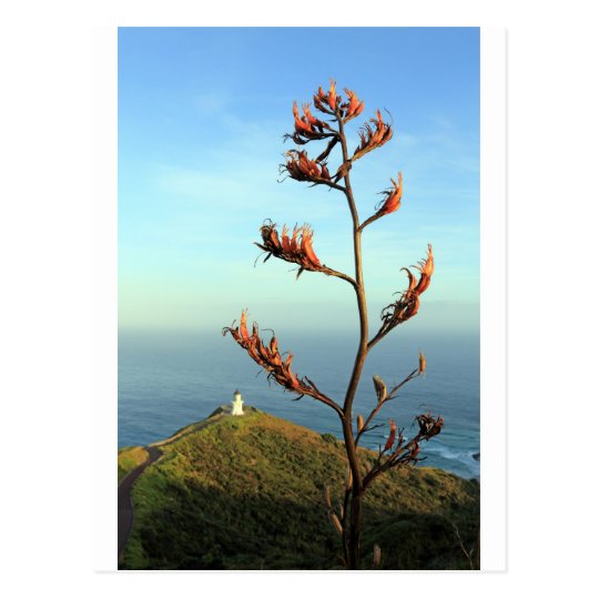 Flowering New Zealand flax Cape Reinga Postcard