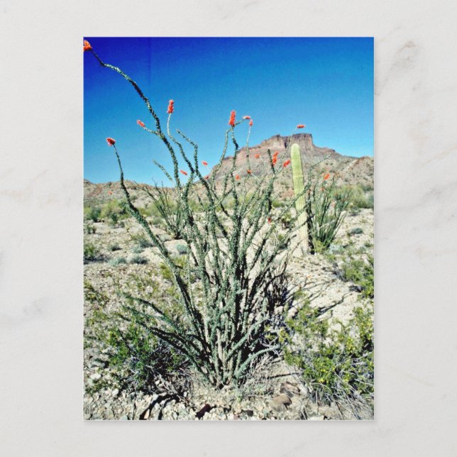 Flowering Ocotillo, Butte Behind Postcard (Front)