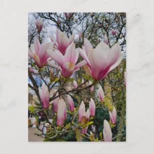 Flowering of large pink magnolia flowers  postcard