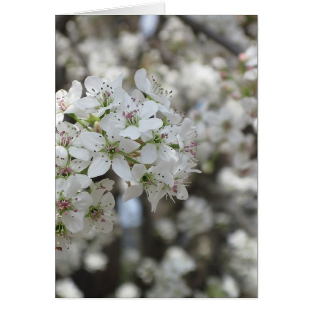 Flowering Pear Tree Bloom (Front)
