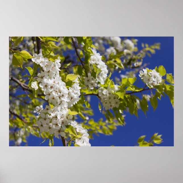 Flowering Pear Tree Poster (Front)