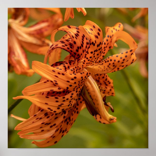 Flowering Petals Poster (Front)