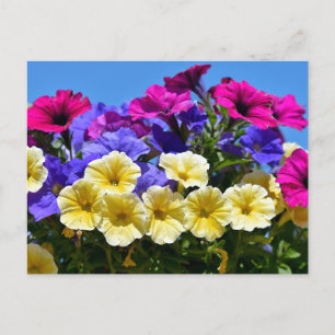 Flowering petunia surfinia postcard