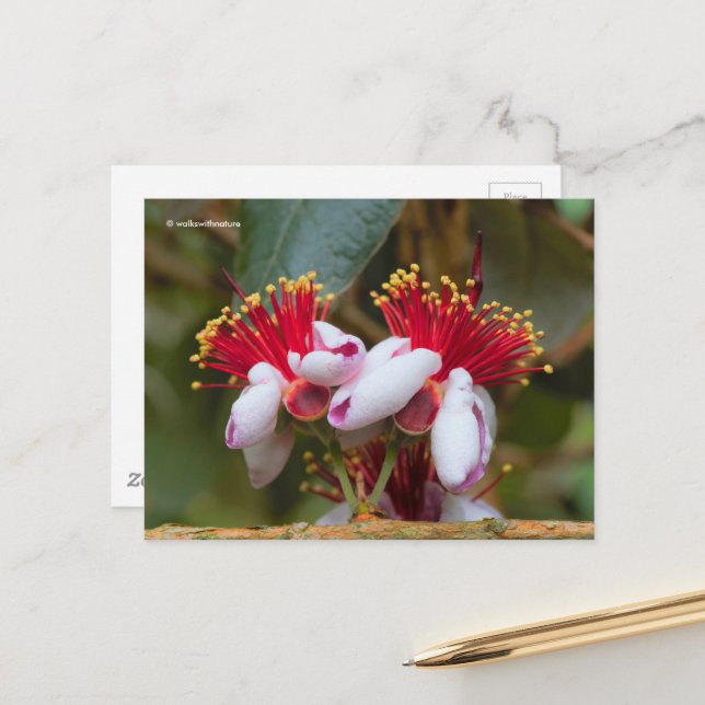Flowering Pineapple Guava / Guavasteen / Feijoa Postcard (Front/Back In Situ)