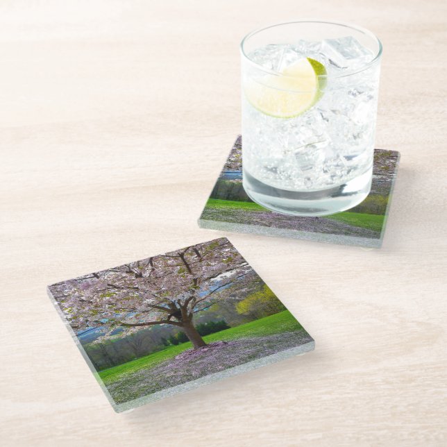Flowering Pink Cherry Blossom Tree with Woods Glass Coaster (Angled)