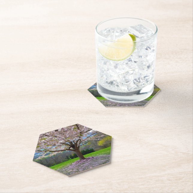 Flowering Pink Cherry Blossom Tree with Woods Paper Coaster (Insitu)
