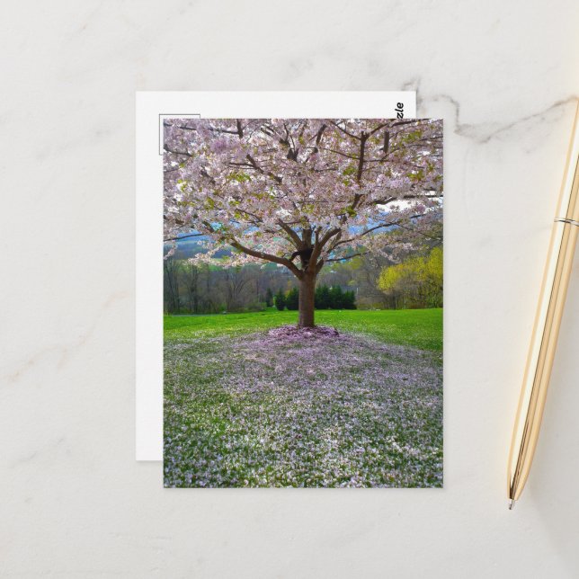 Flowering Pink Cherry Blossom Tree with Woods Postcard (Front/Back In Situ)
