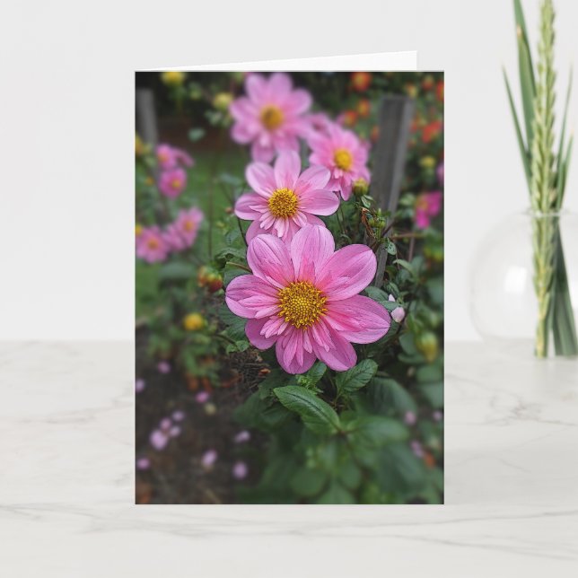 Flowering Pink Dahlias Thank You Card (Front)