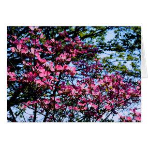 Flowering pink Dogwood tree