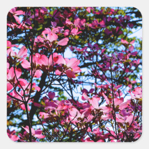 Flowering pink Dogwood tree Square Sticker