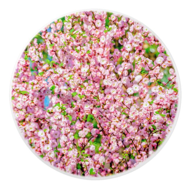 Flowering Plum Ceramic Knob (Front)