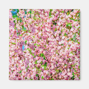 Flowering Plum Magnet