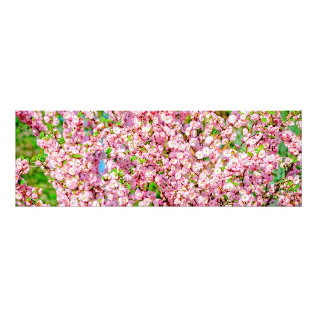 Flowering Plum Photo Print (Front)