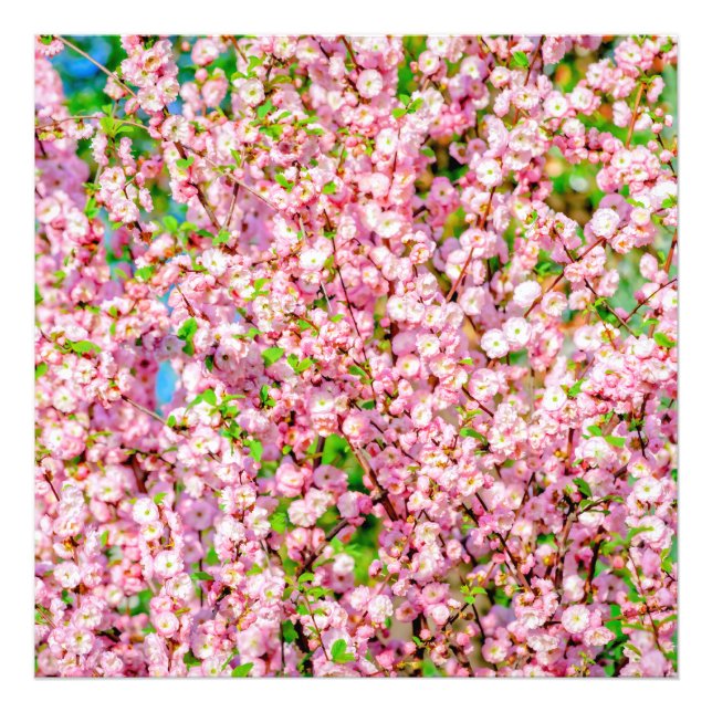 Flowering Plum Photo Print (Front)