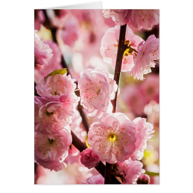 Flowering Plum - Pink Paradize (Front)