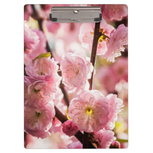 Flowering Plum - Pink Paradize Clipboard