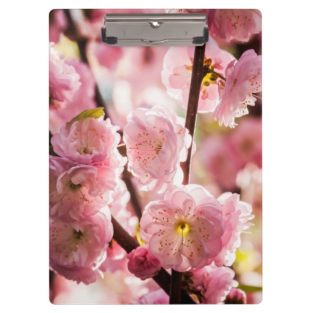 Flowering Plum - Pink Paradize Clipboard (Front)