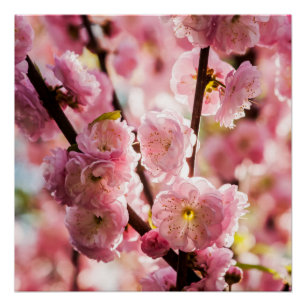 Flowering Plum - Pink Paradize Poster