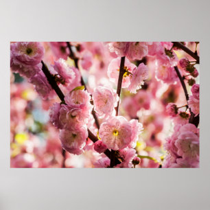 Flowering Plum - Pink Paradize Poster