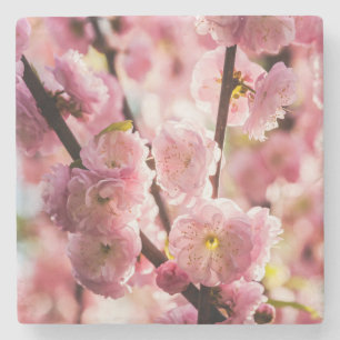 Flowering Plum - Pink Paradize Stone Coaster