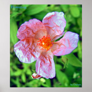 Flowering Poster