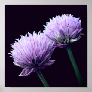 Flowering Purple Scallion Allium Close Up Poster