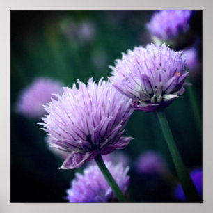 Flowering Purple Scallion Allium Close Up Poster