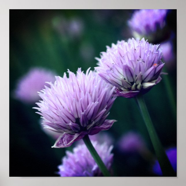 Flowering Purple Scallion Allium Close Up Poster (Front)