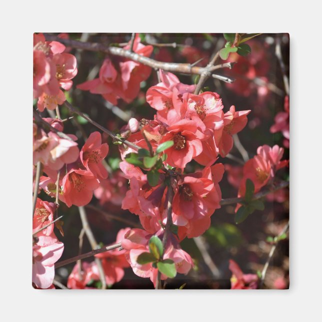 Flowering Quince-Five Magnet (Front)