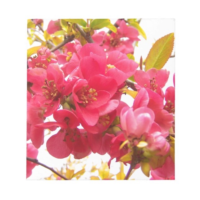 Flowering Quince Japan Pink Spring Flowers Shrub Notepad (Front)