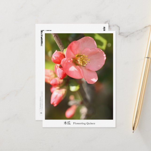 Flowering quince postcard (Front/Back In Situ)